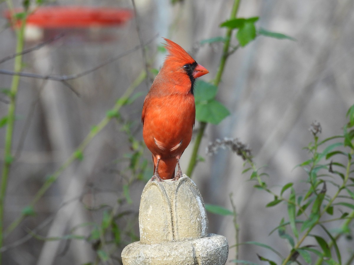 Northern Cardinal - ML647594906