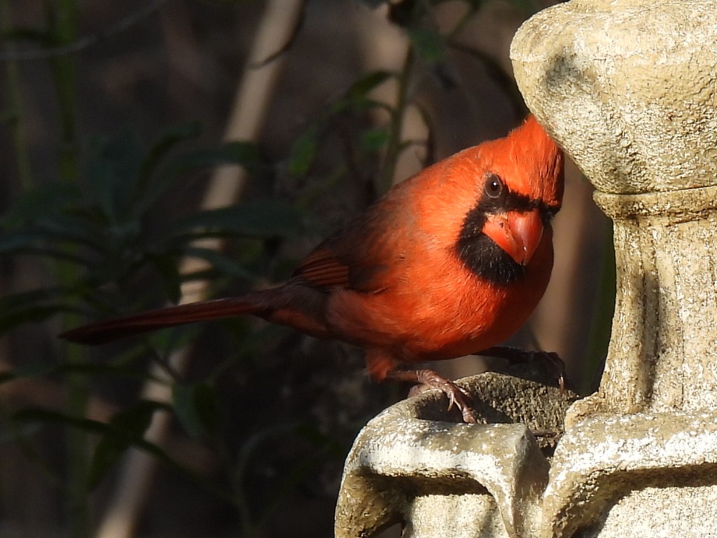 Northern Cardinal - ML647594910