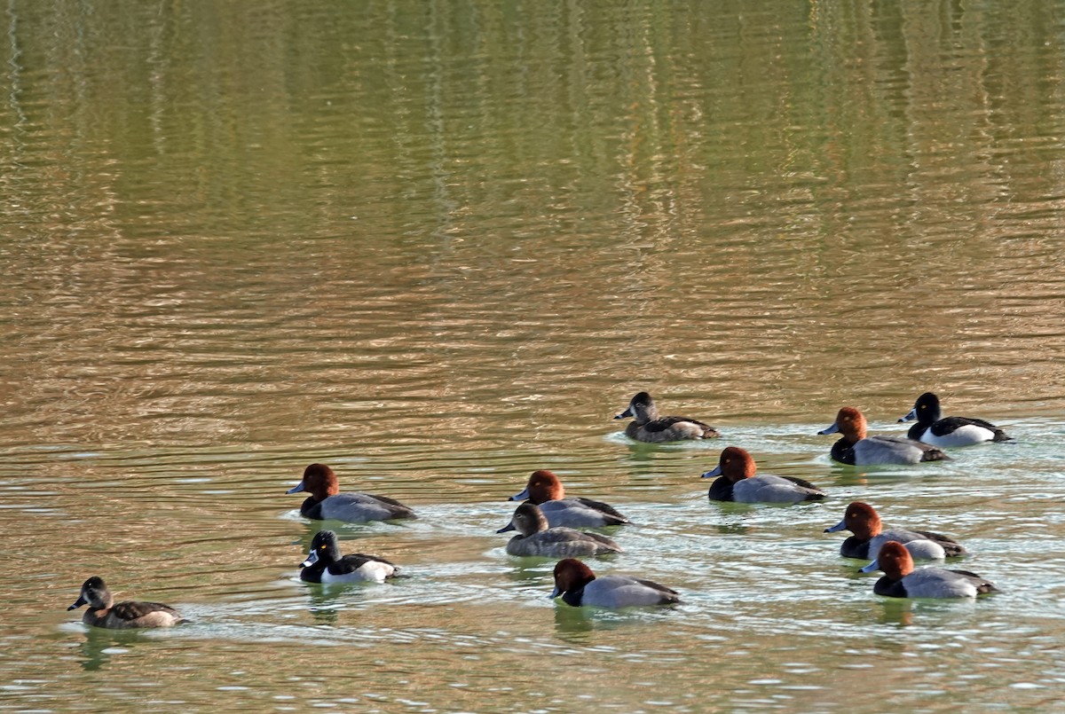 Redhead - ML647594912
