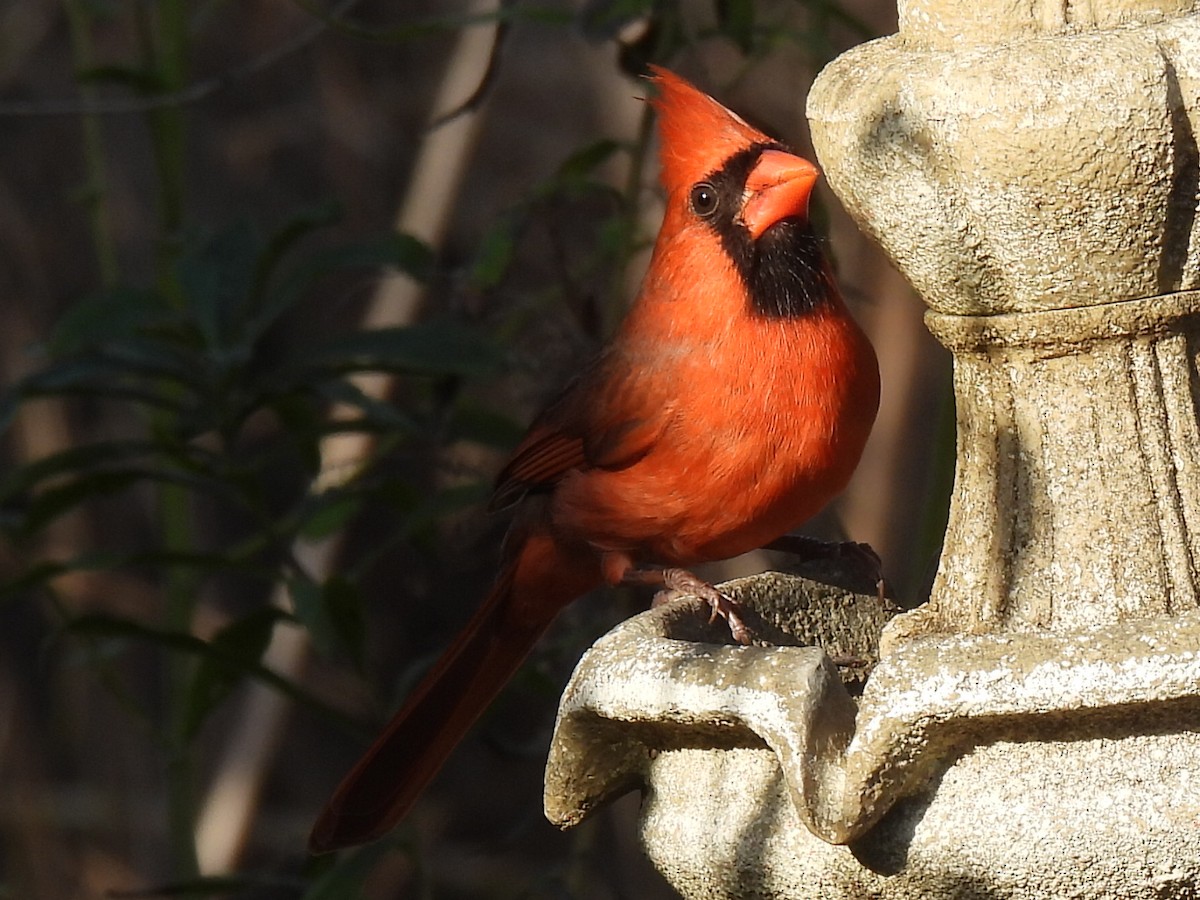 Northern Cardinal - ML647594913