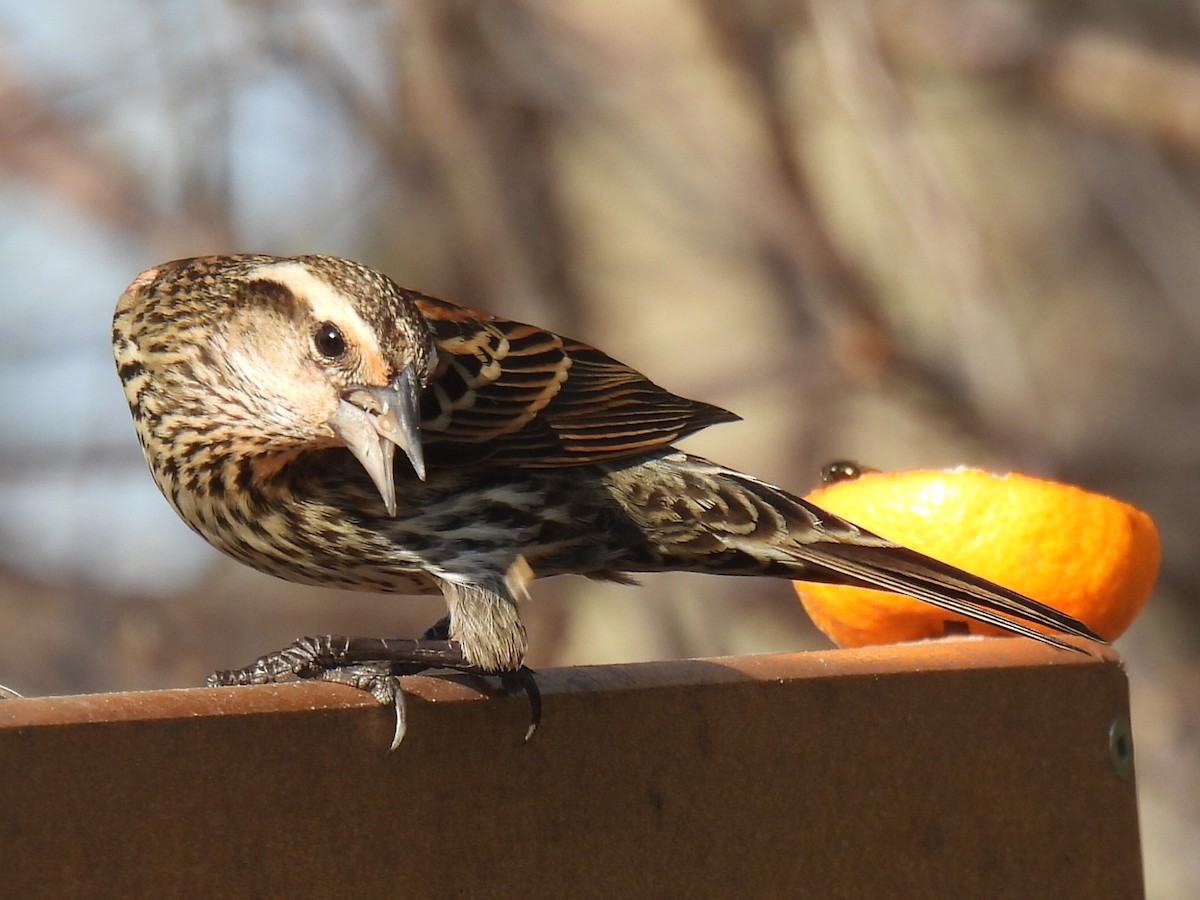 Red-winged Blackbird - ML647594917