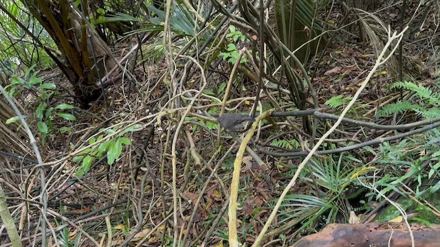 lejsčík proužkoprsý - ML647594922