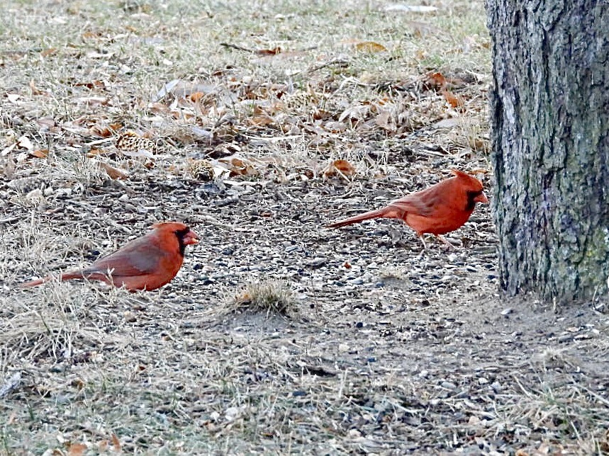 Northern Cardinal - ML647594935