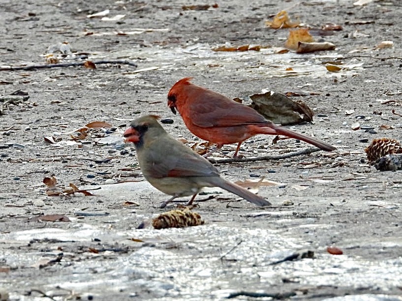 Northern Cardinal - ML647594936