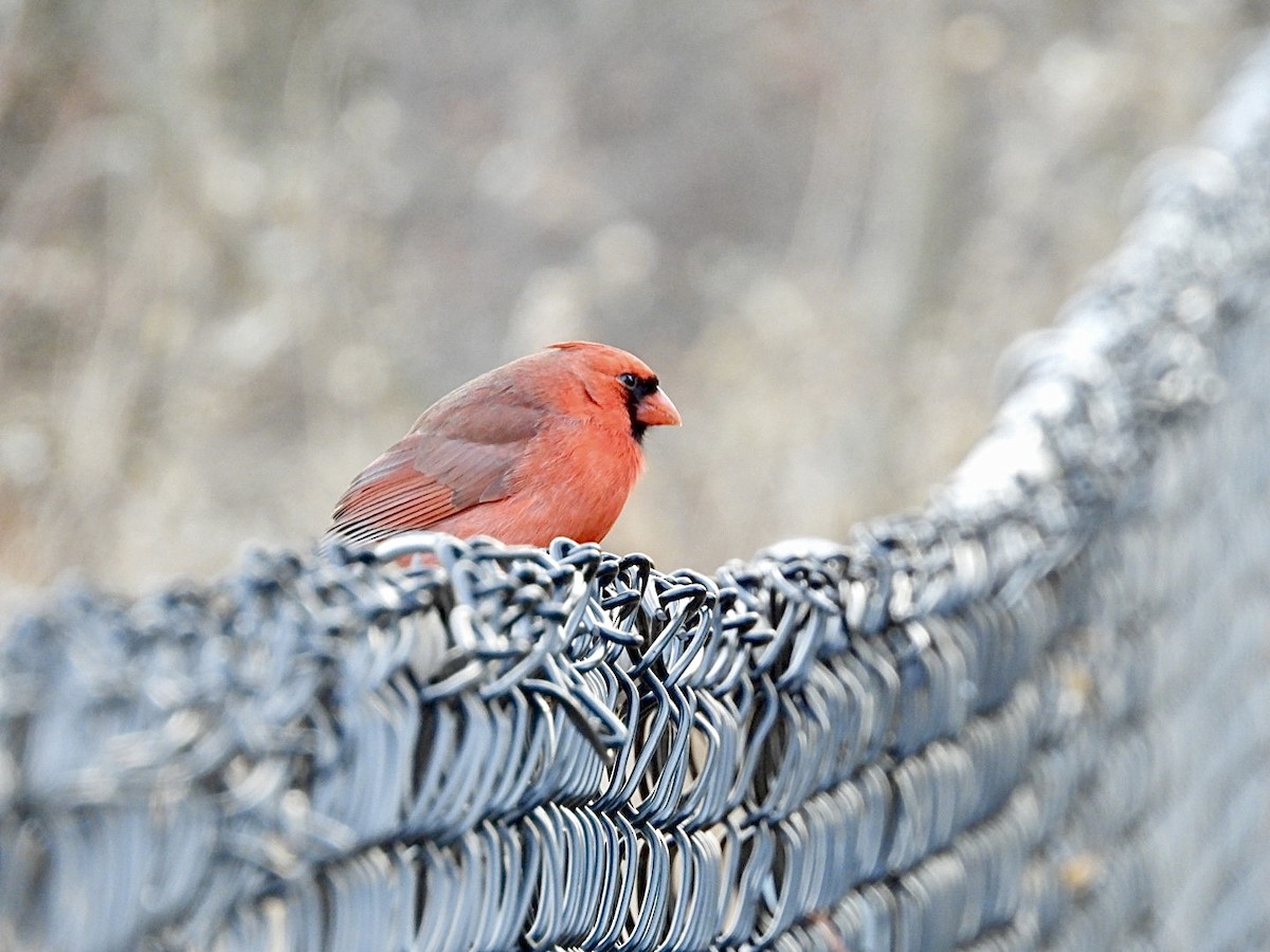 Northern Cardinal - ML647594937