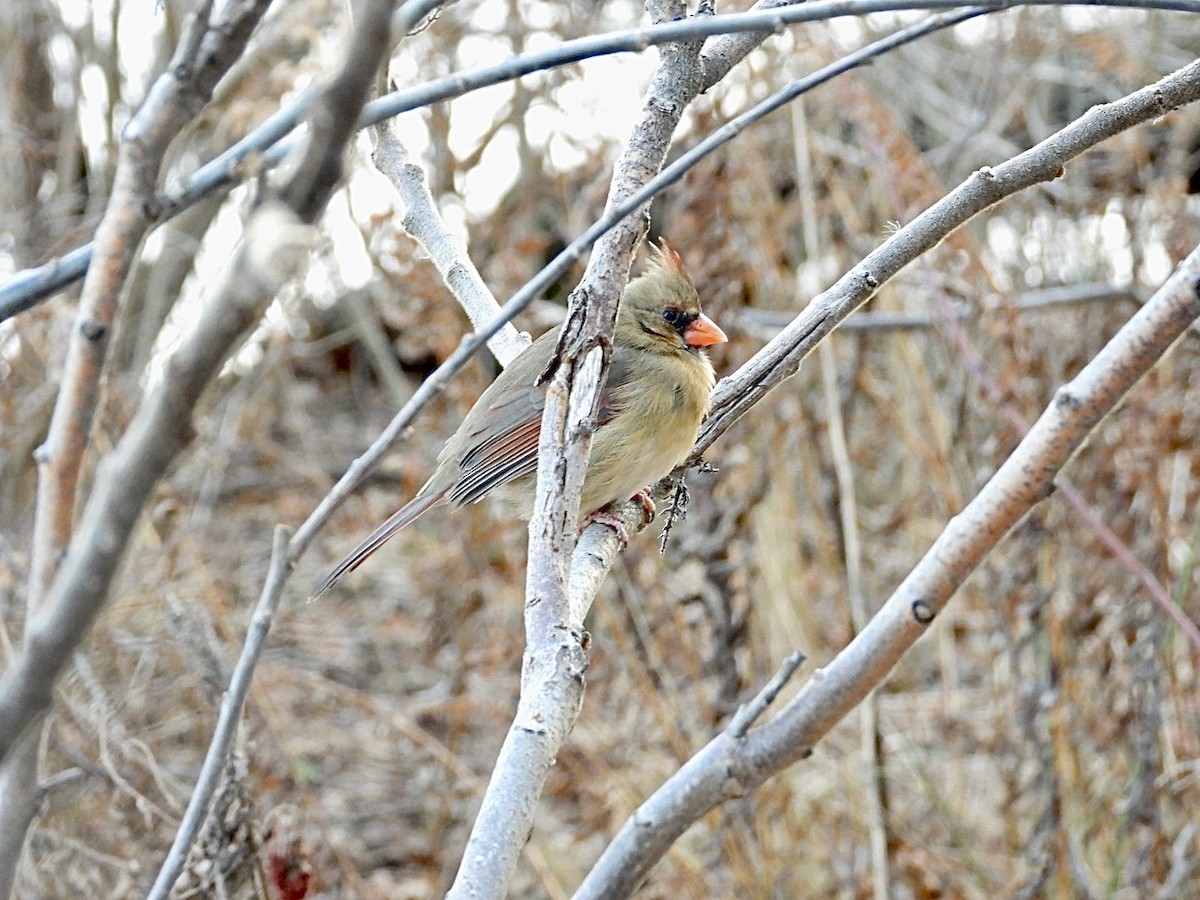 Northern Cardinal - ML647594938