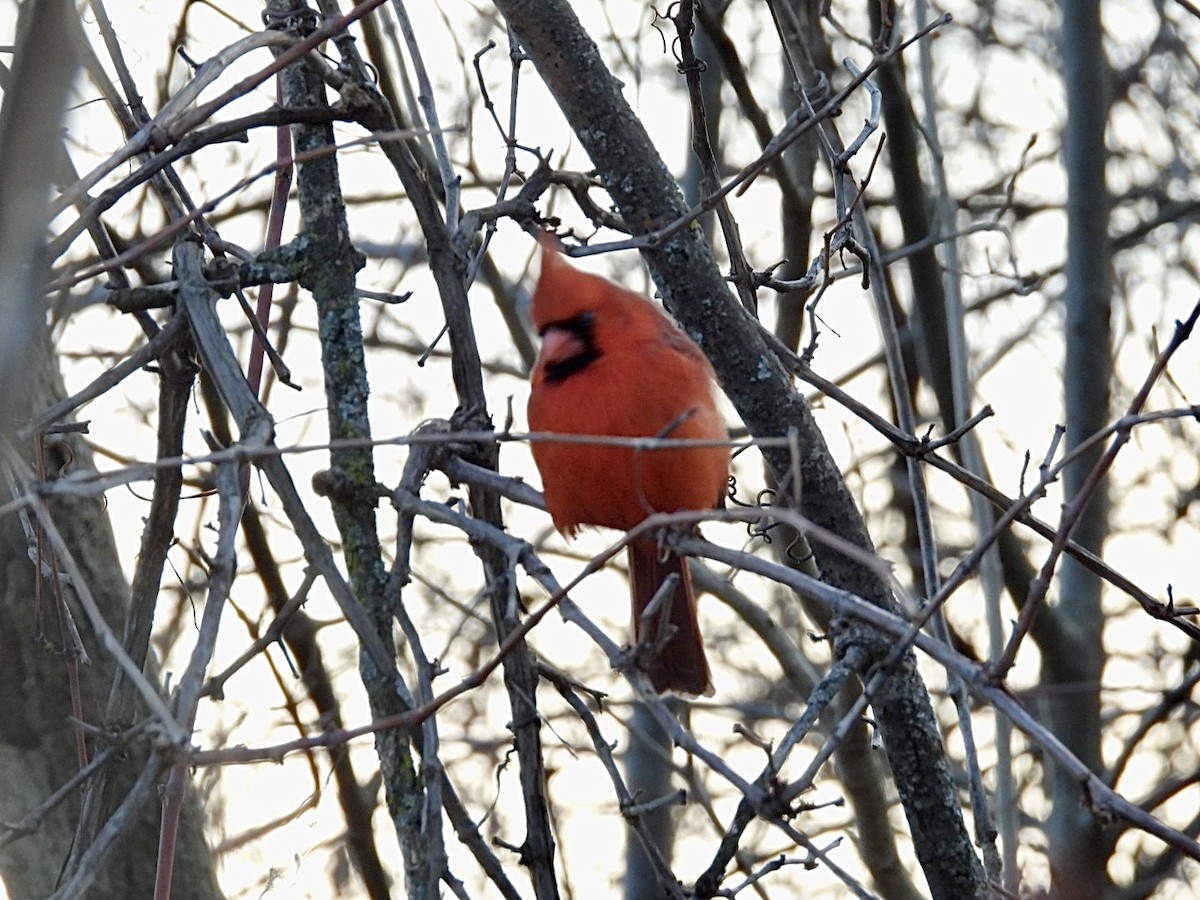 Northern Cardinal - ML647594939