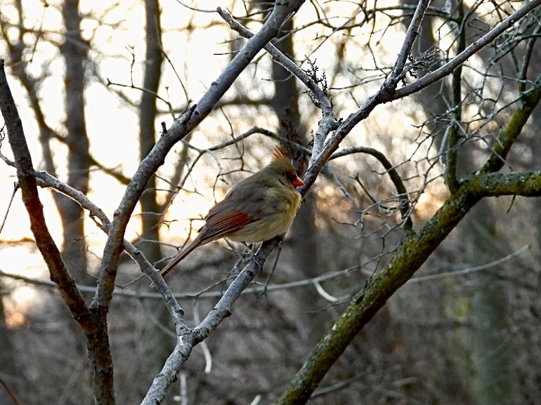 Northern Cardinal - ML647594947