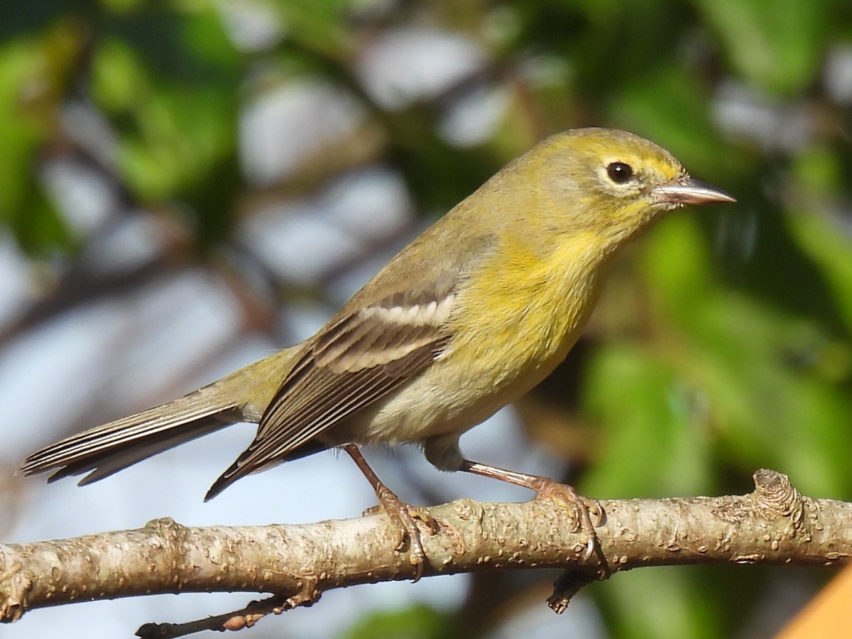 Pine Warbler - ML647594961