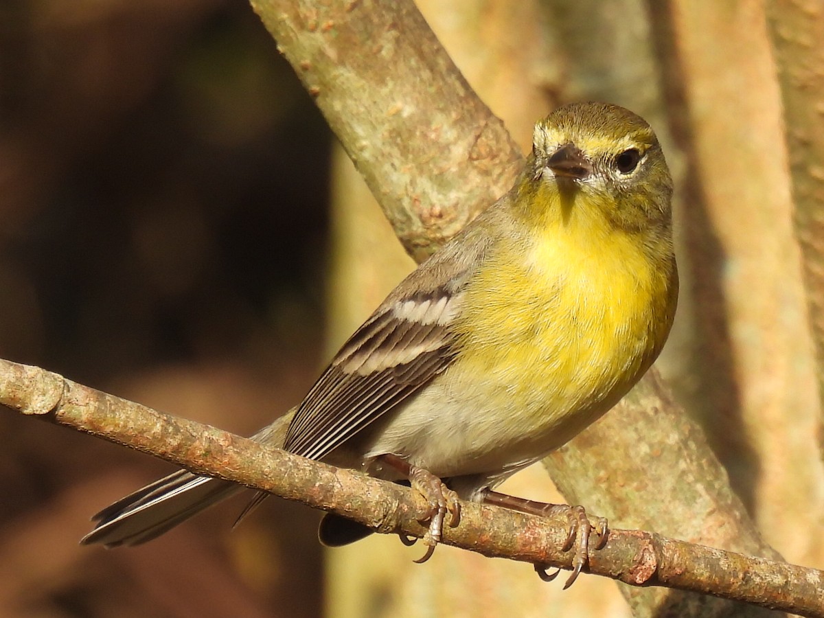 Pine Warbler - ML647594967