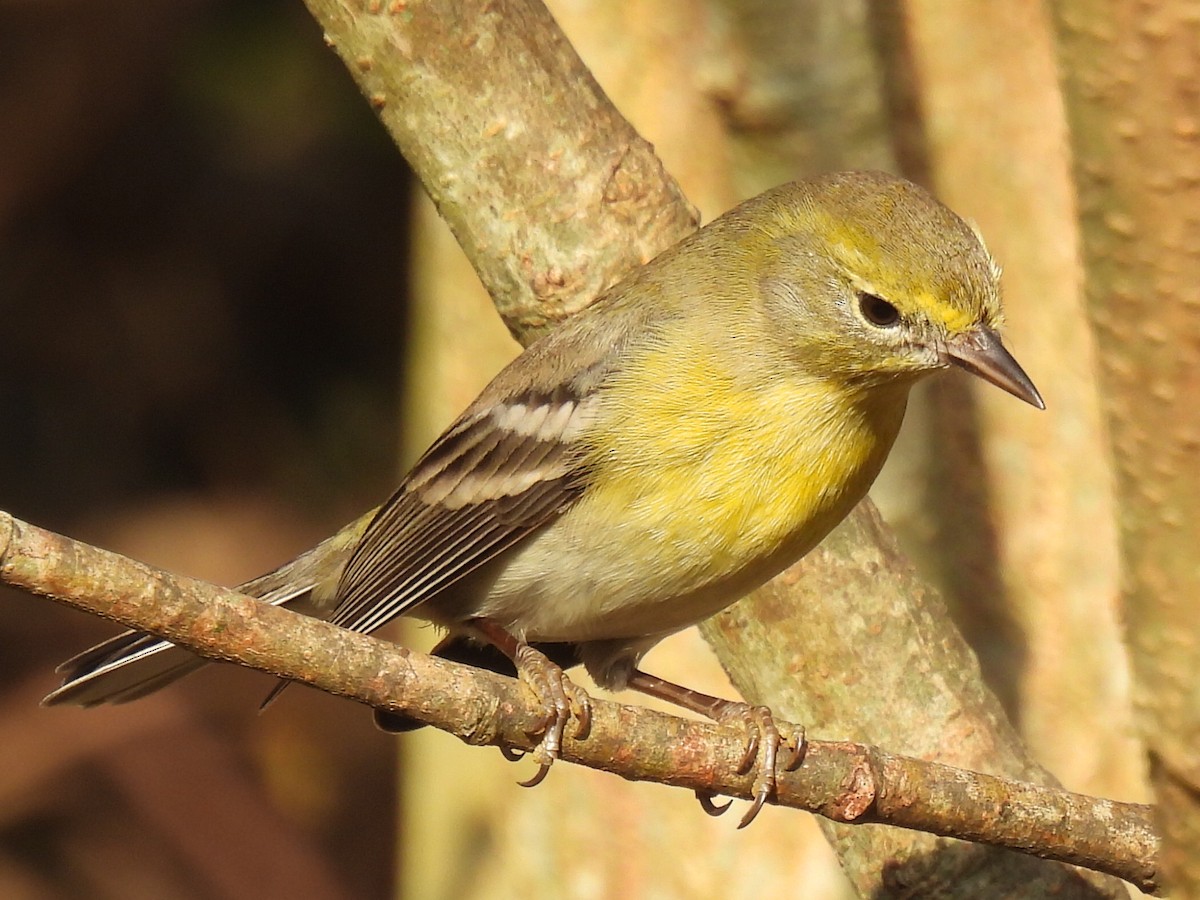 Pine Warbler - ML647594971