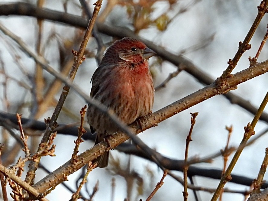 House Finch - ML647595010