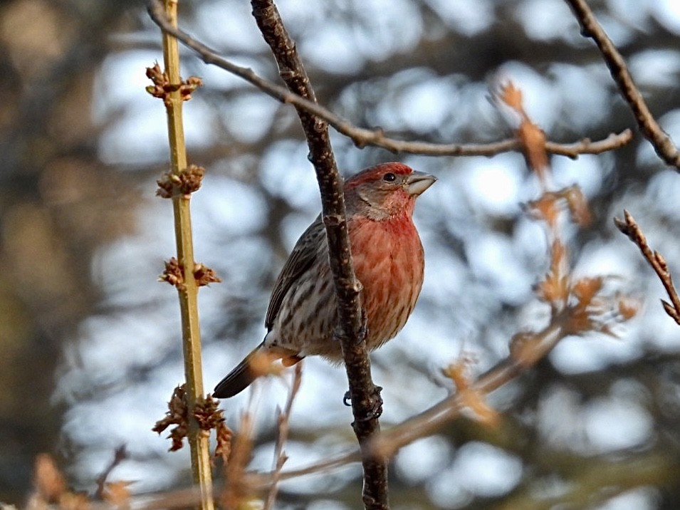 House Finch - ML647595012