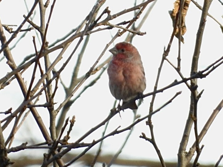 House Finch - ML647595013