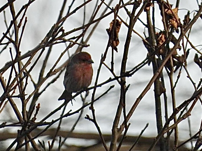 House Finch - ML647595014