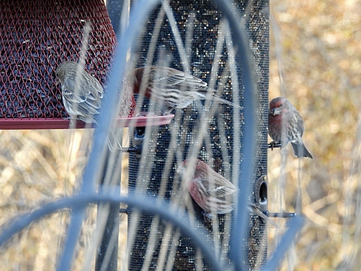House Finch - ML647595015