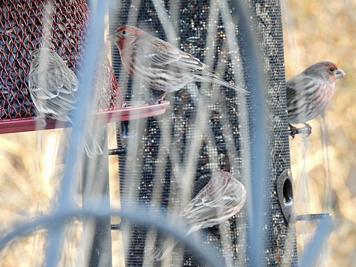 House Finch - ML647595016