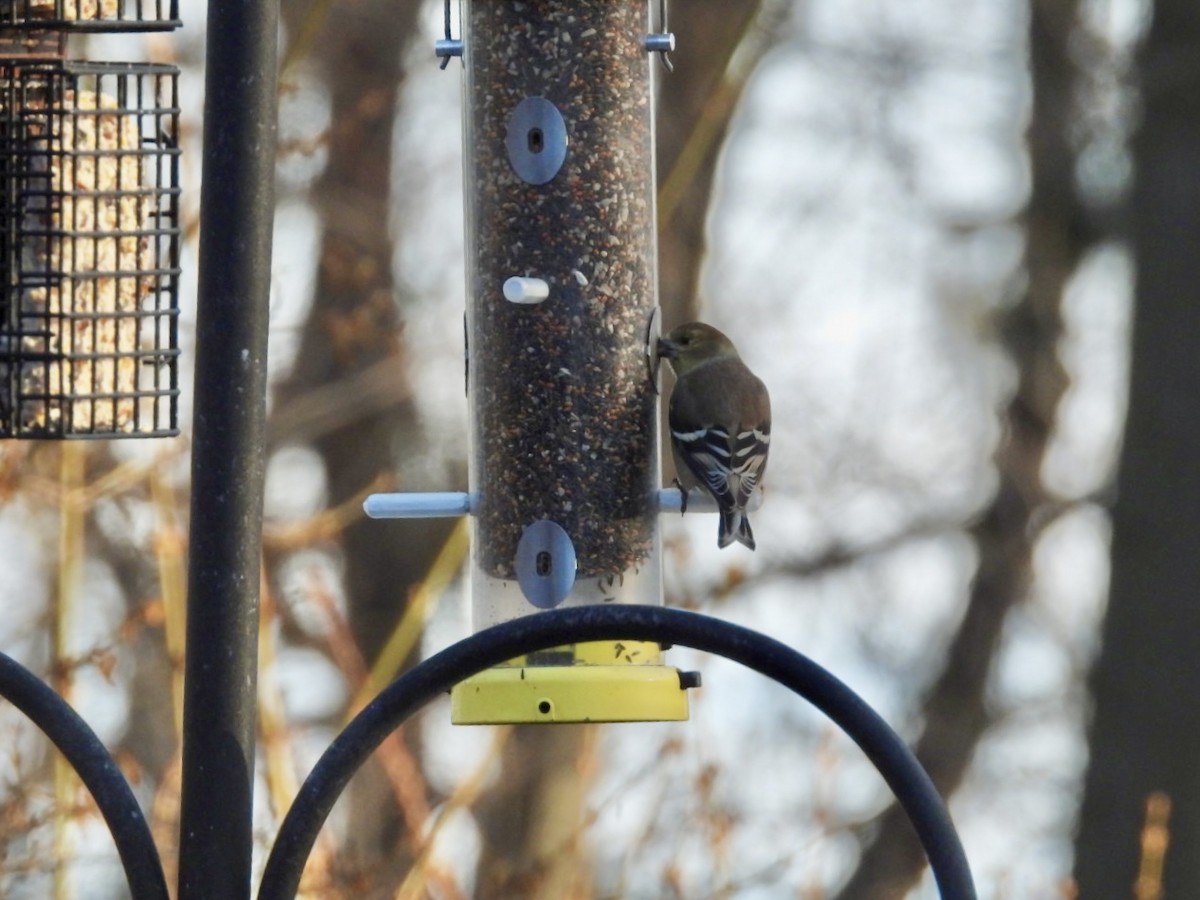 American Goldfinch - ML647595054