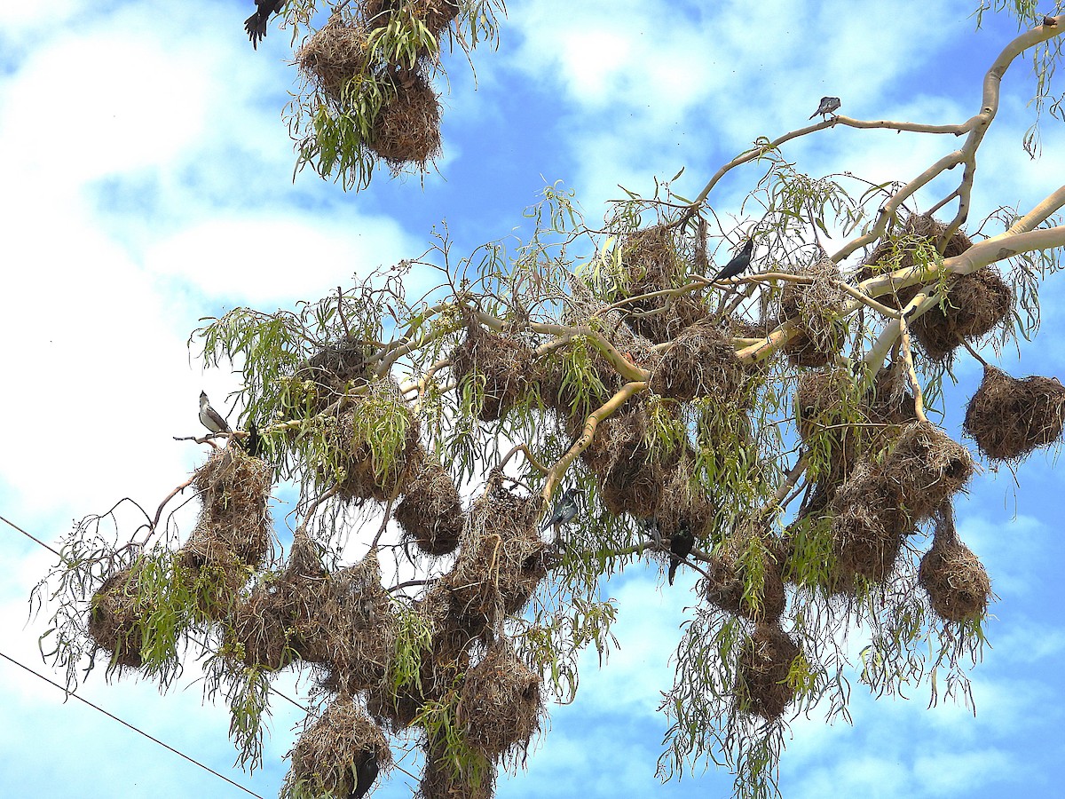 špaček lesklý - ML647595070