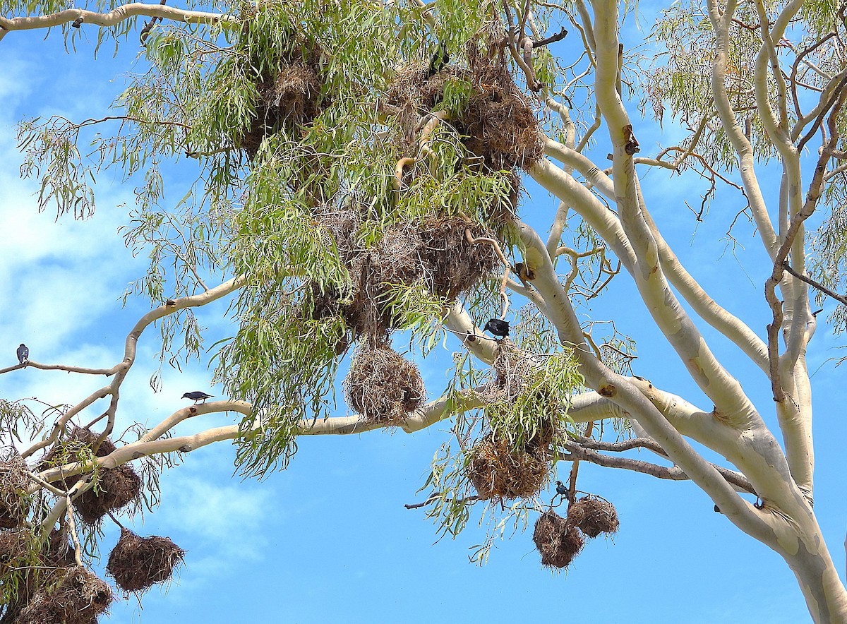 špaček lesklý - ML647595071