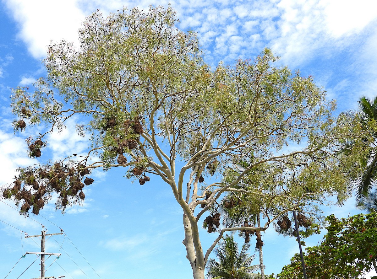 špaček lesklý - ML647595073