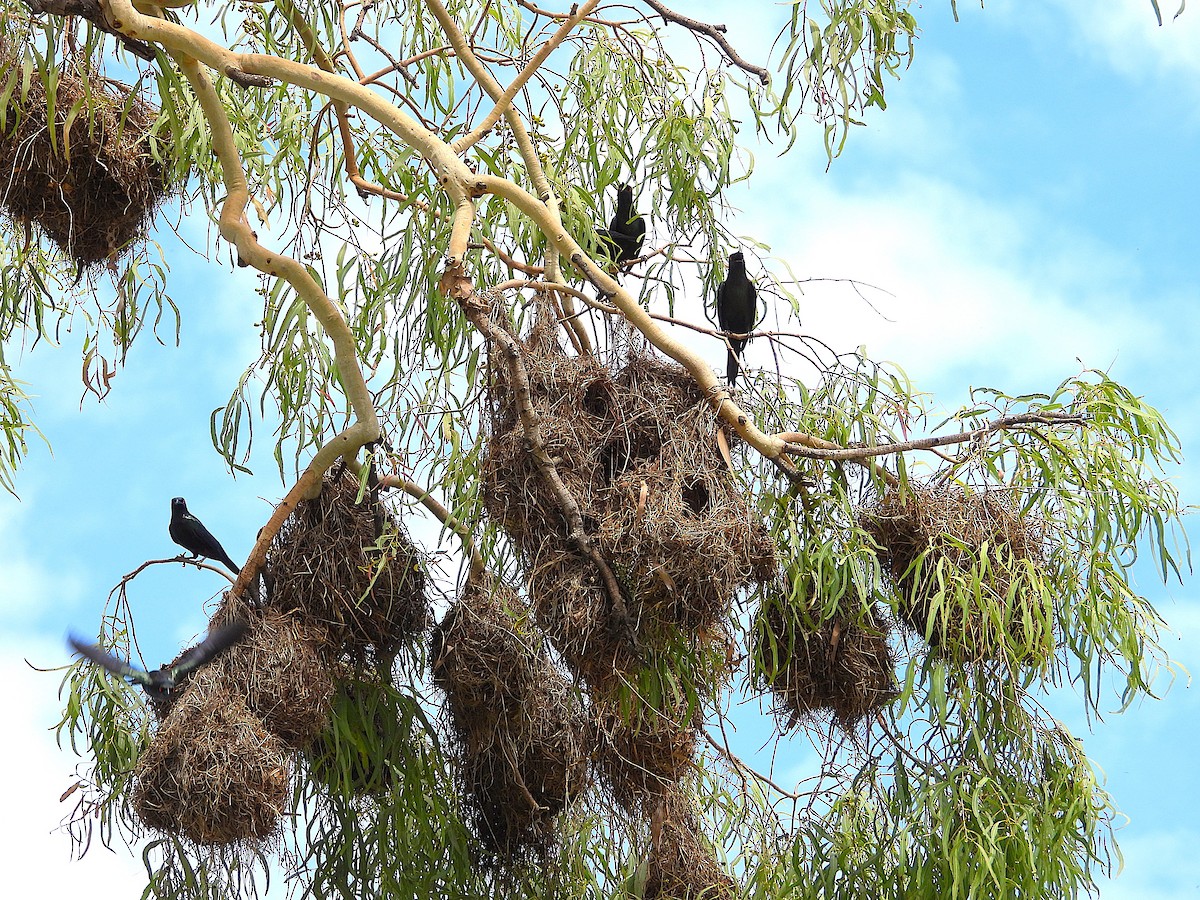 špaček lesklý - ML647595075