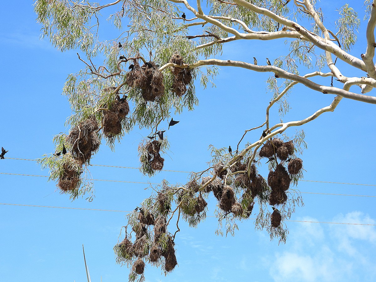 špaček lesklý - ML647595077