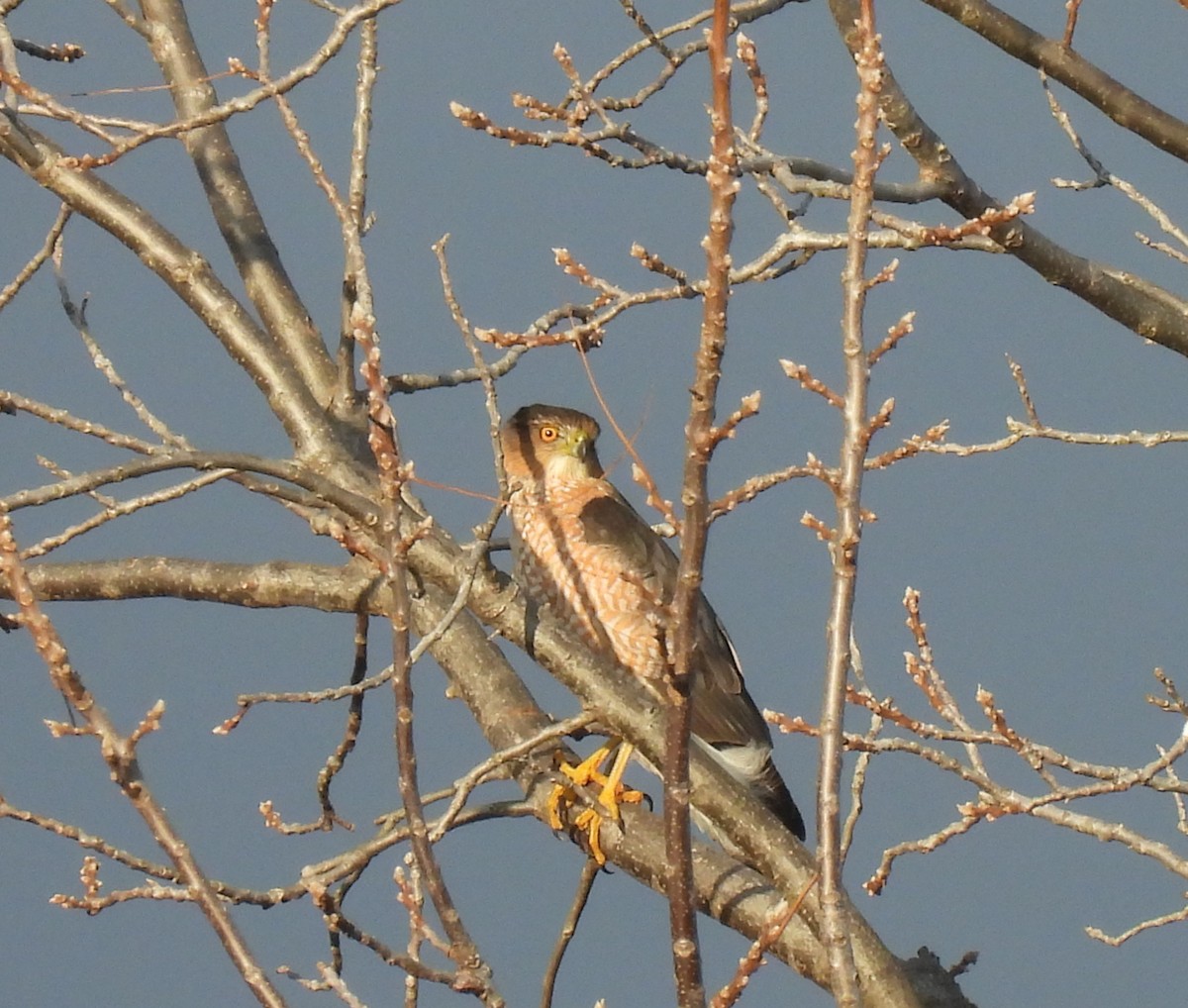 Cooper's Hawk - ML647595080