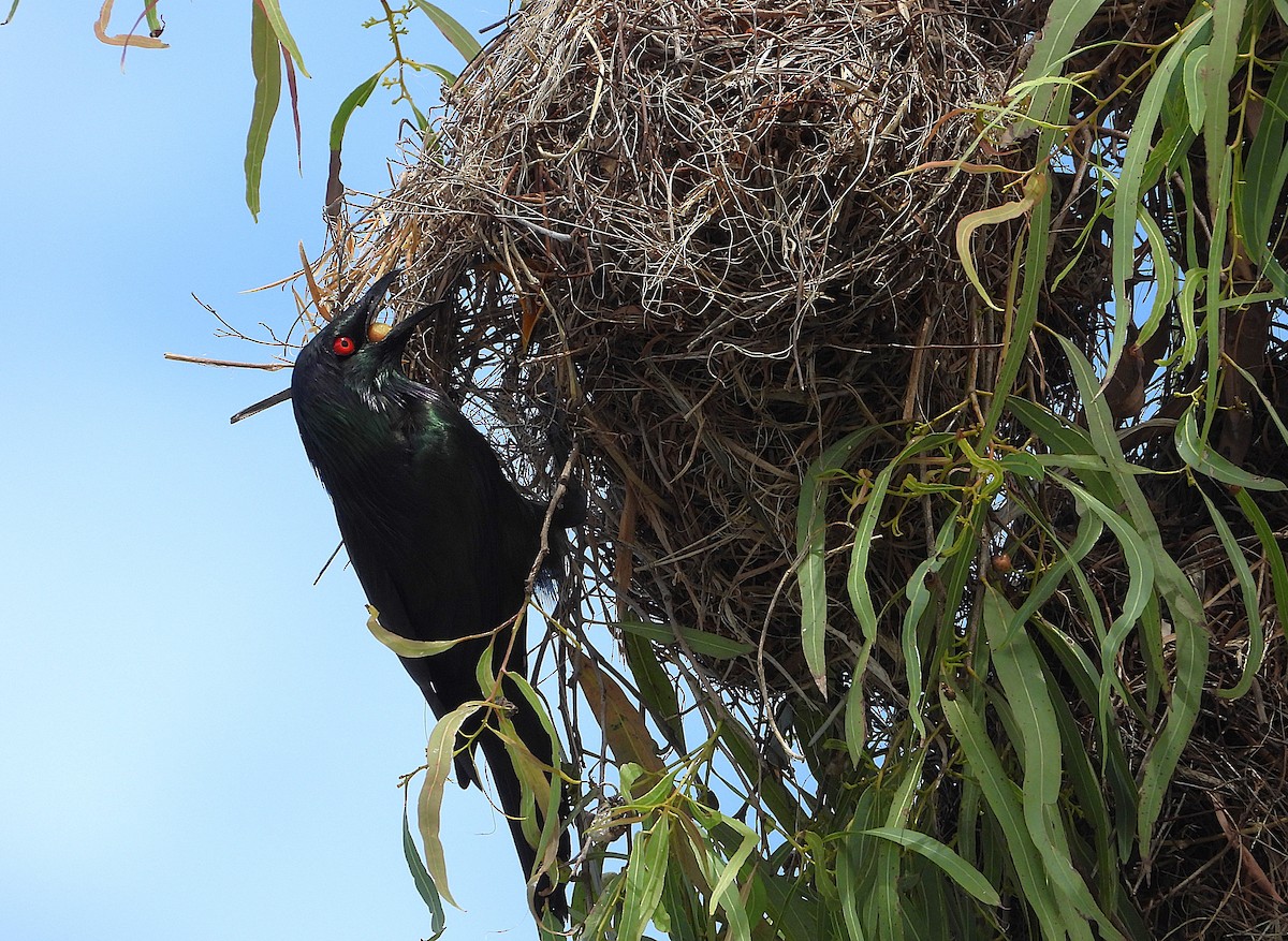 špaček lesklý - ML647595082