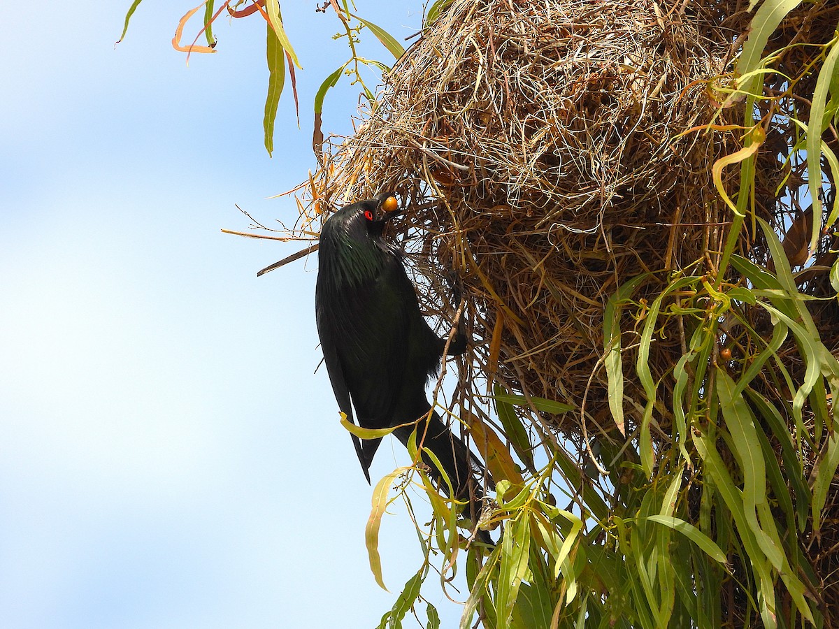 špaček lesklý - ML647595083