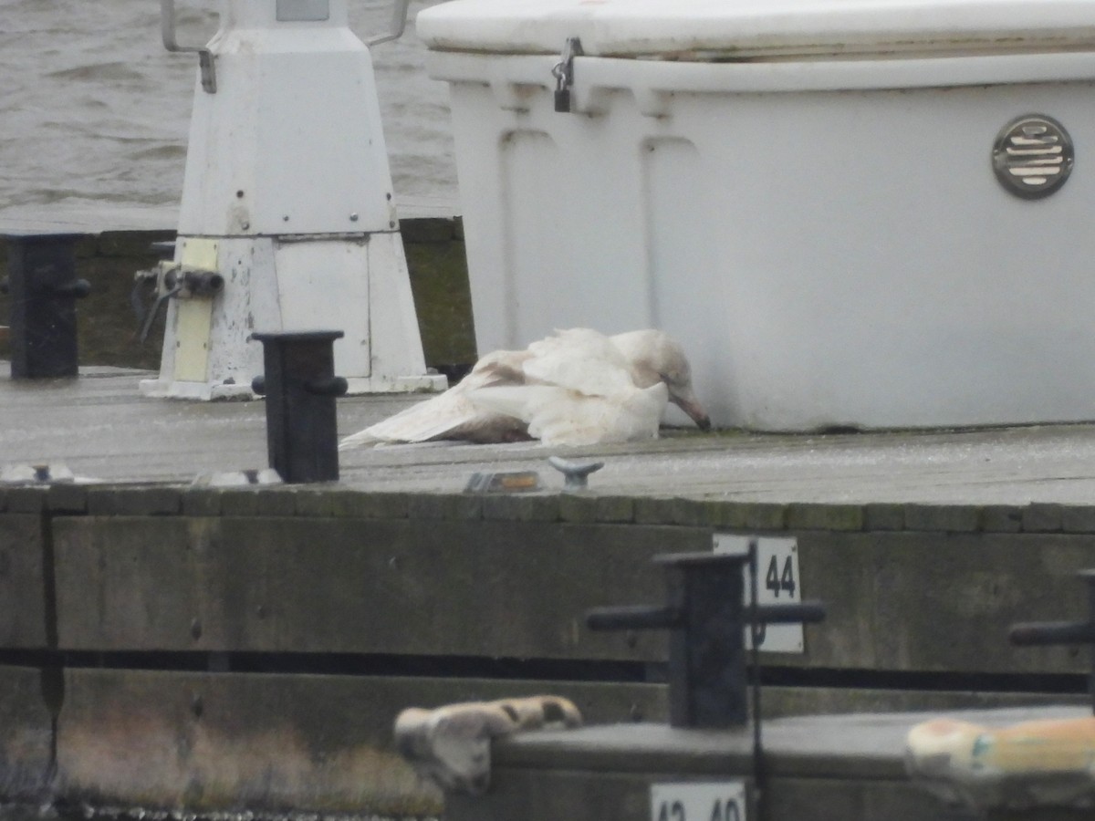 Gavión Hiperbóreo - ML647595086