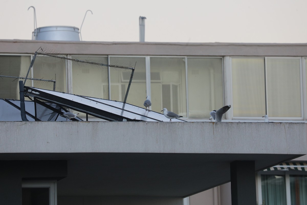 Gray-hooded Gull - ML647595087