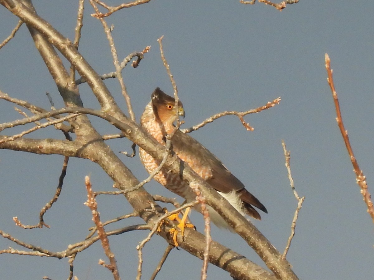 Cooper's Hawk - ML647595092