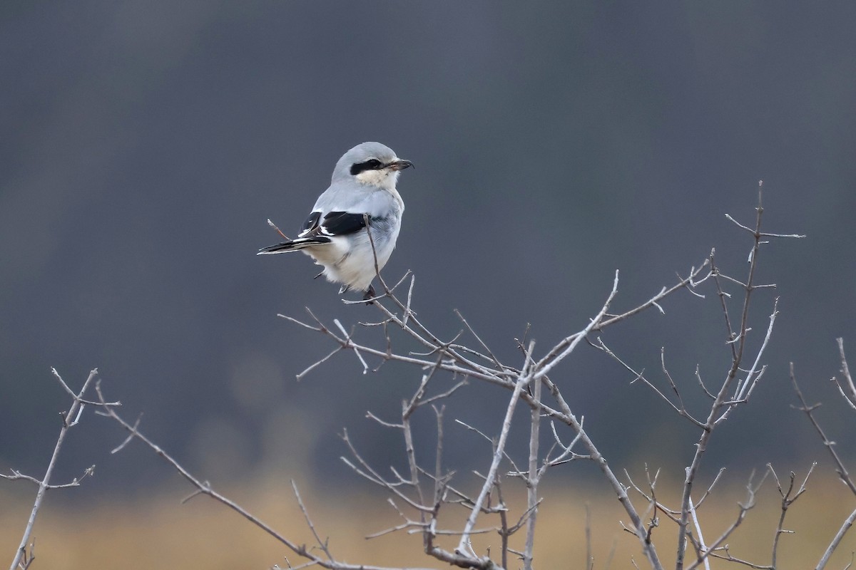 Antzandobi boreala - ML647595101