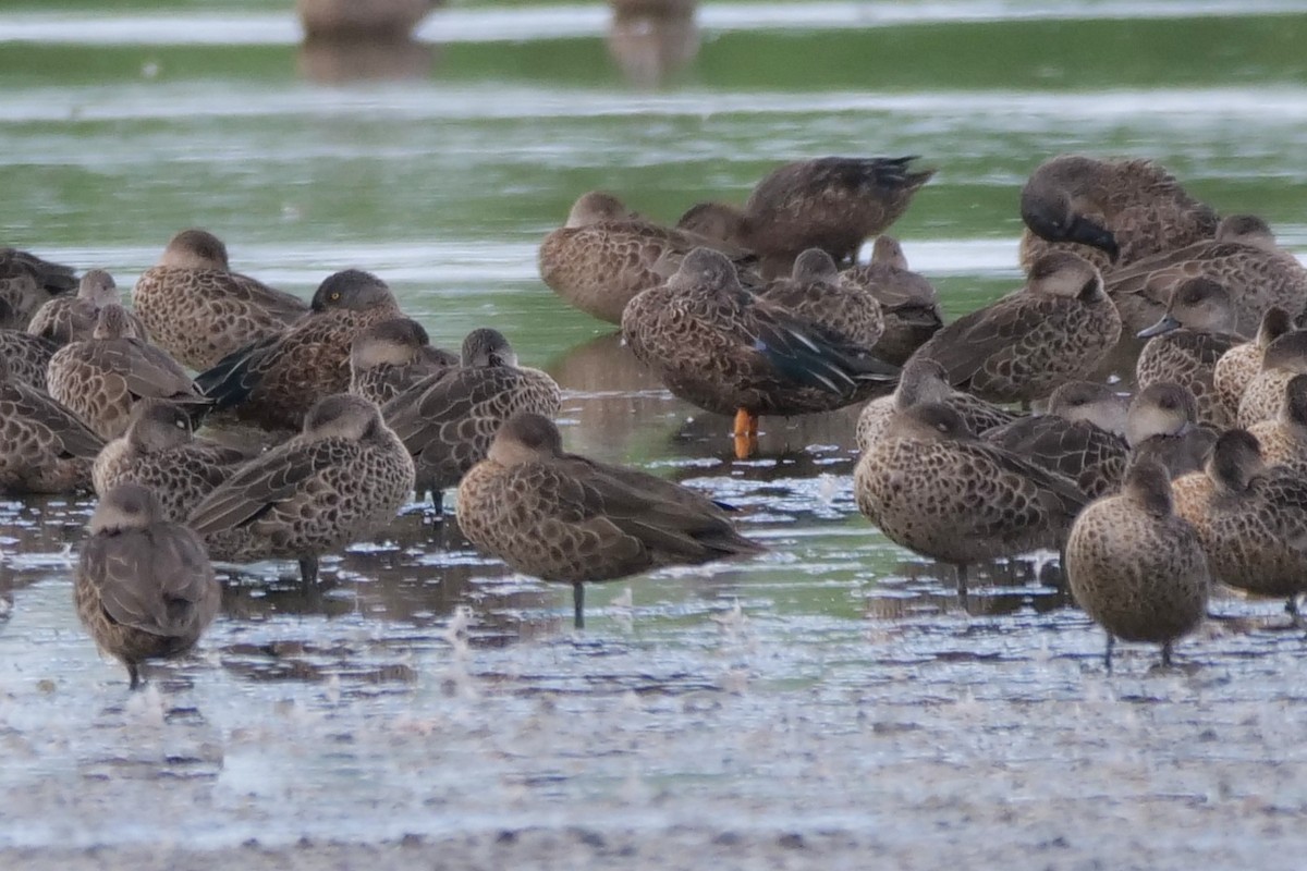 Ahate mokozabal australiarra - ML647595128