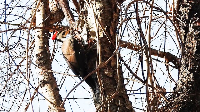 datel chocholatý - ML647595139