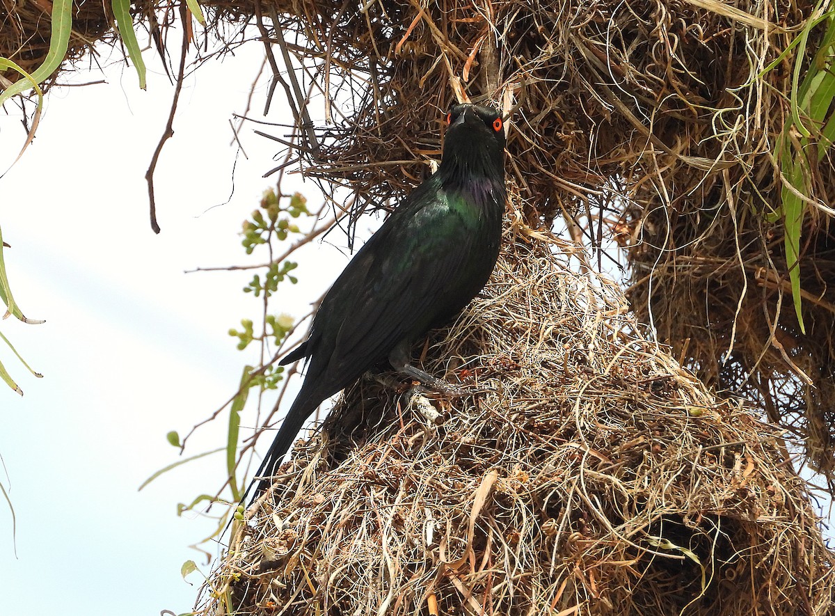 špaček lesklý - ML647595141