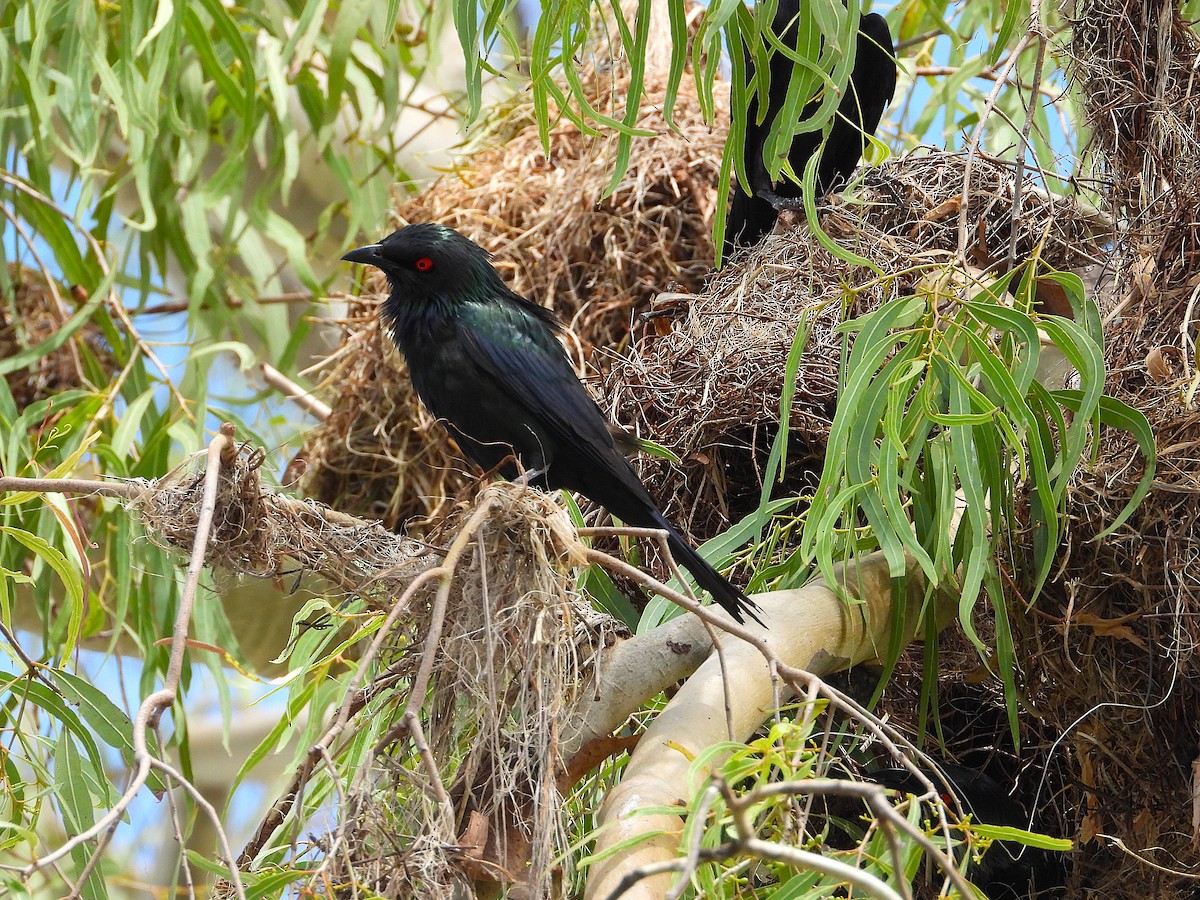 špaček lesklý - ML647595142