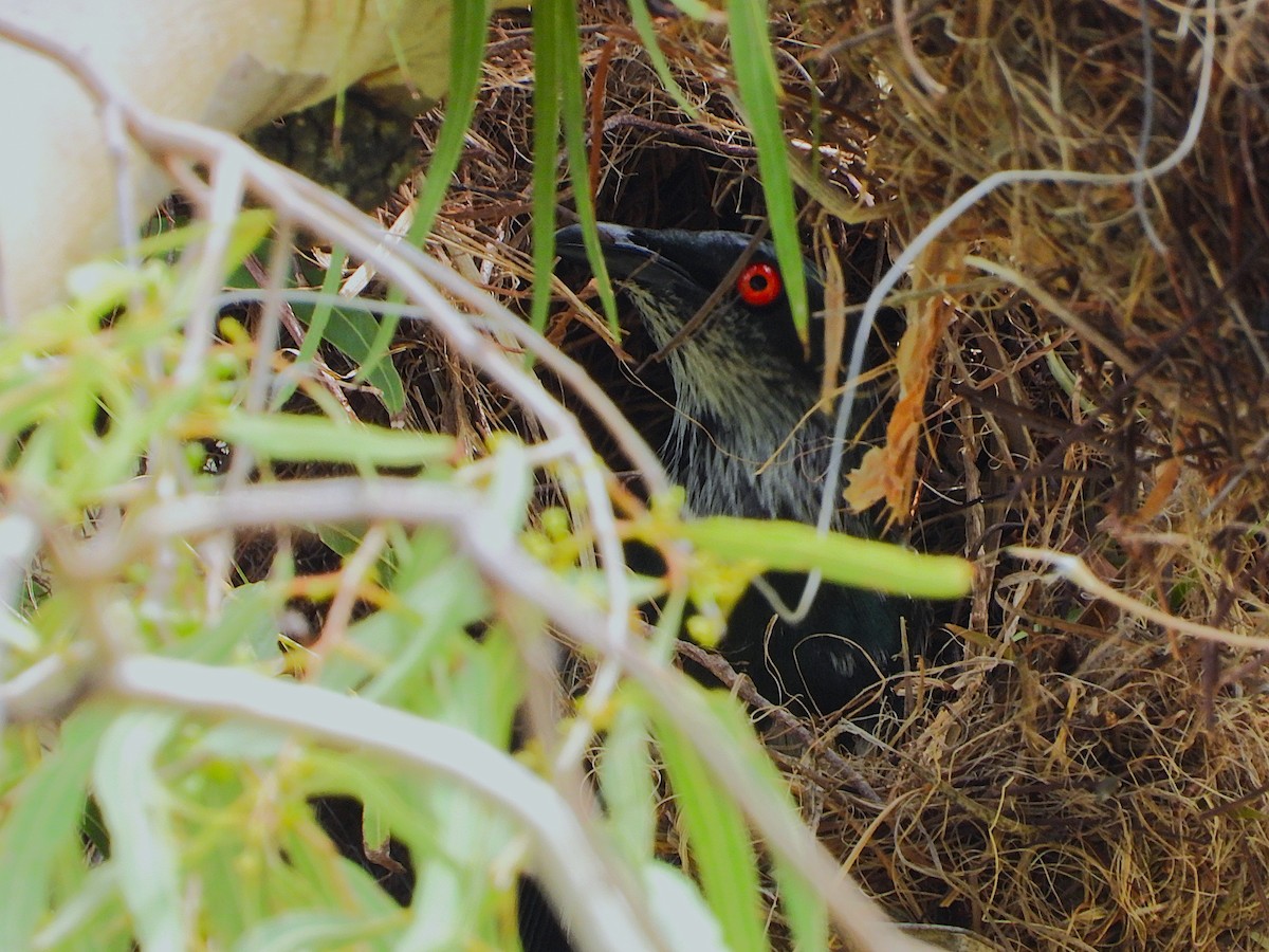 špaček lesklý - ML647595146