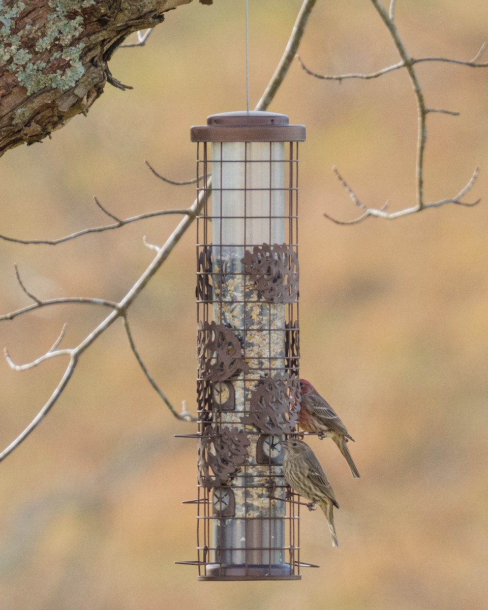 House Finch - ML647595164