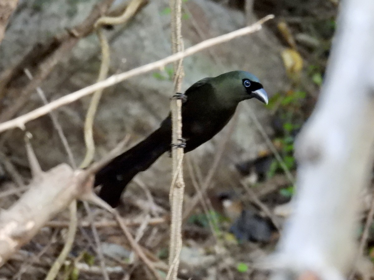 Racket-tailed Treepie - ML647595173