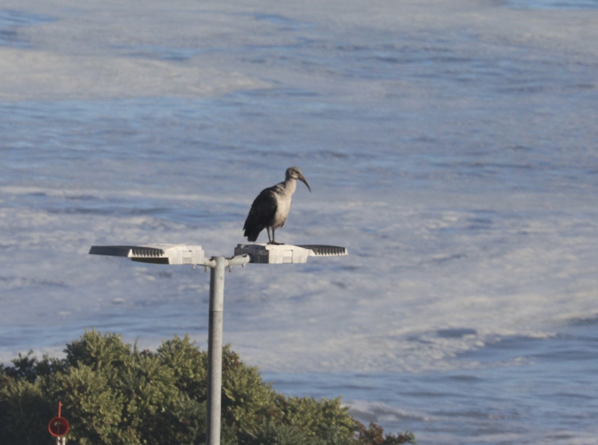 Hadada Ibis - ML647595175