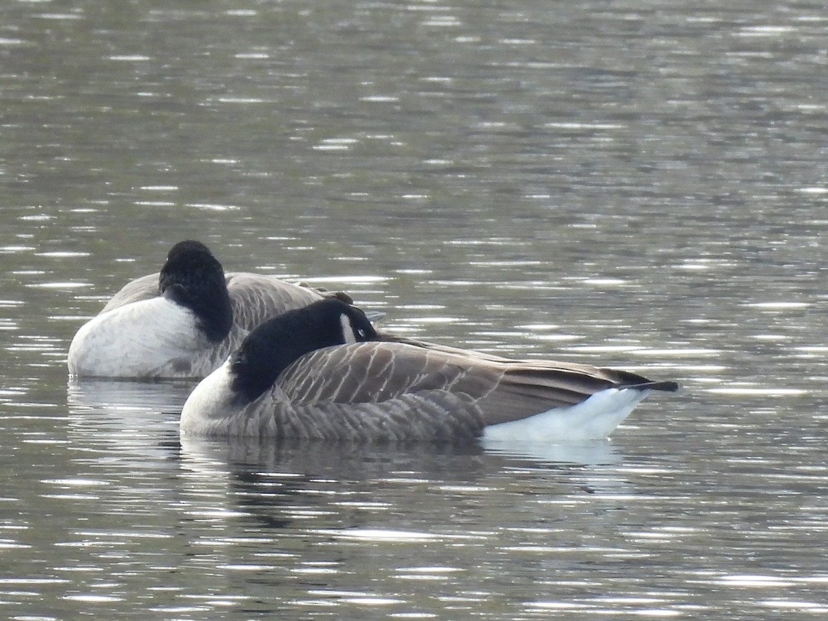 Canada Goose - ML647595214