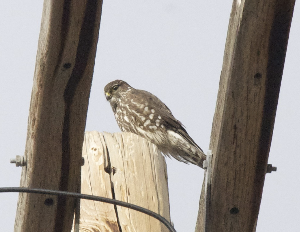 Merlin - ML647595237