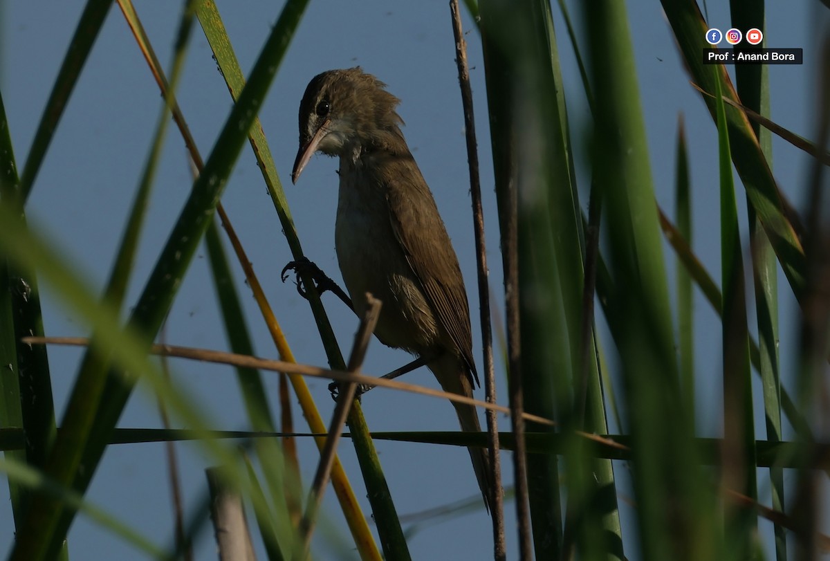 Clamorous Reed Warbler - ML647595242