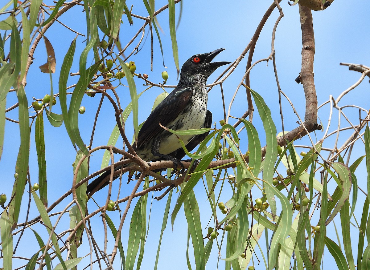 špaček lesklý - ML647595245