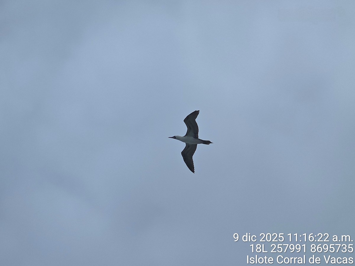 Peruvian Booby - ML647595258