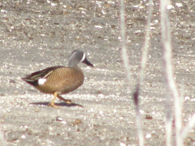 Zertzeta hegalurdina - ML647595259