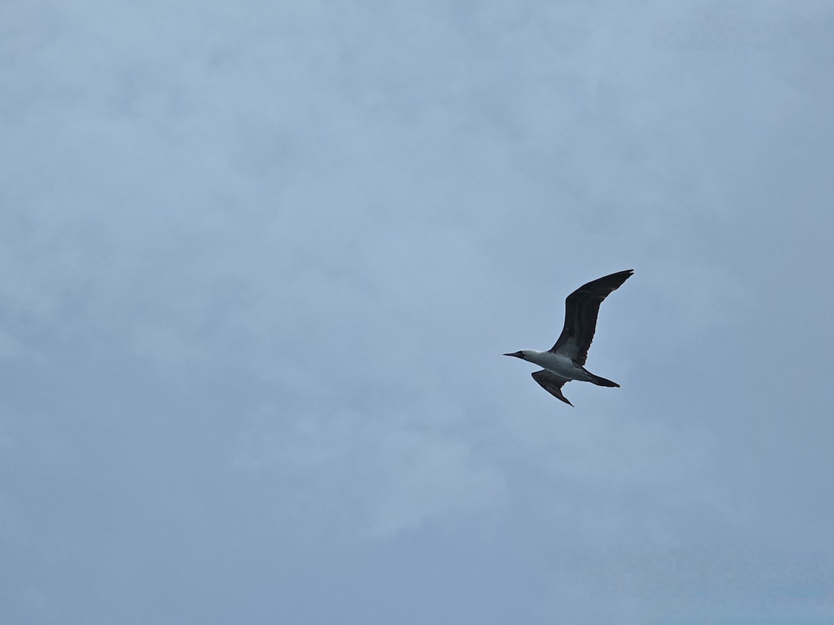 Peruvian Booby - ML647595260