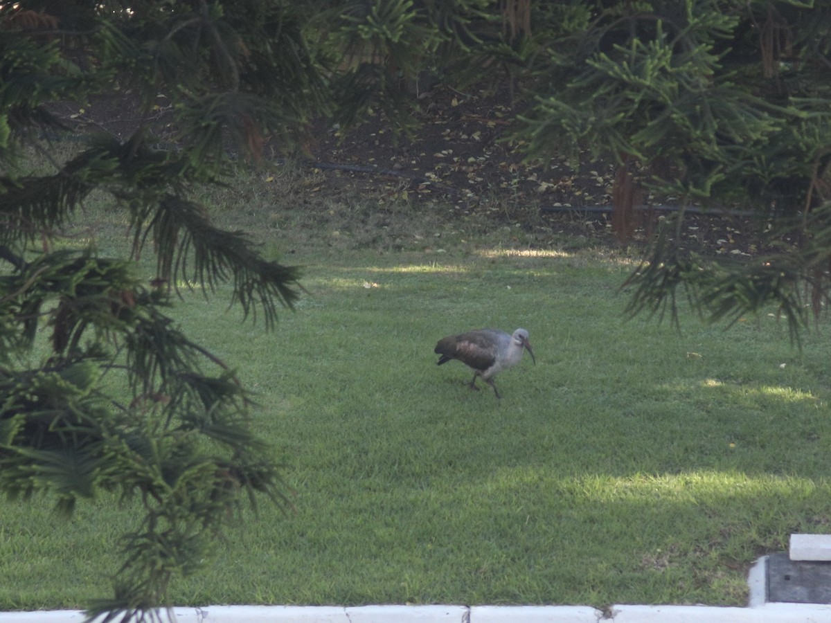 Hadada Ibis - ML647595262